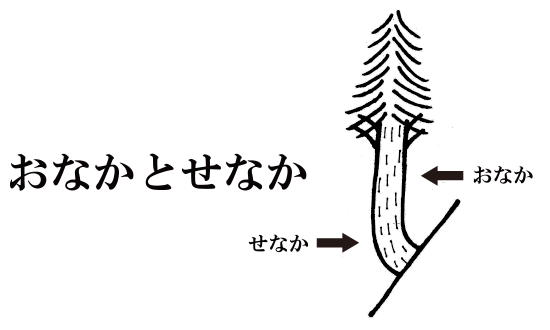 おなかとせなか