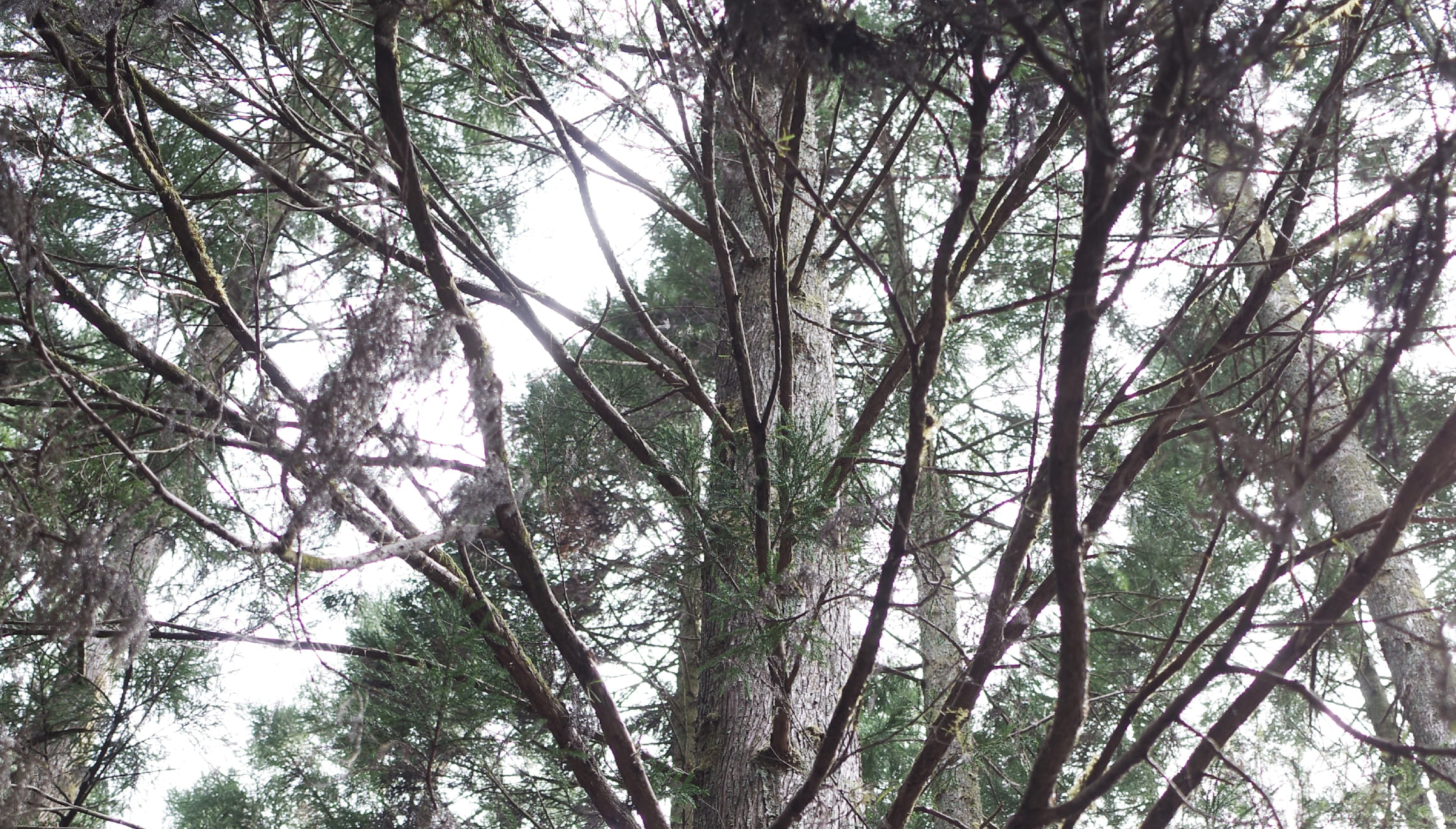 岐阜県下呂市の森林