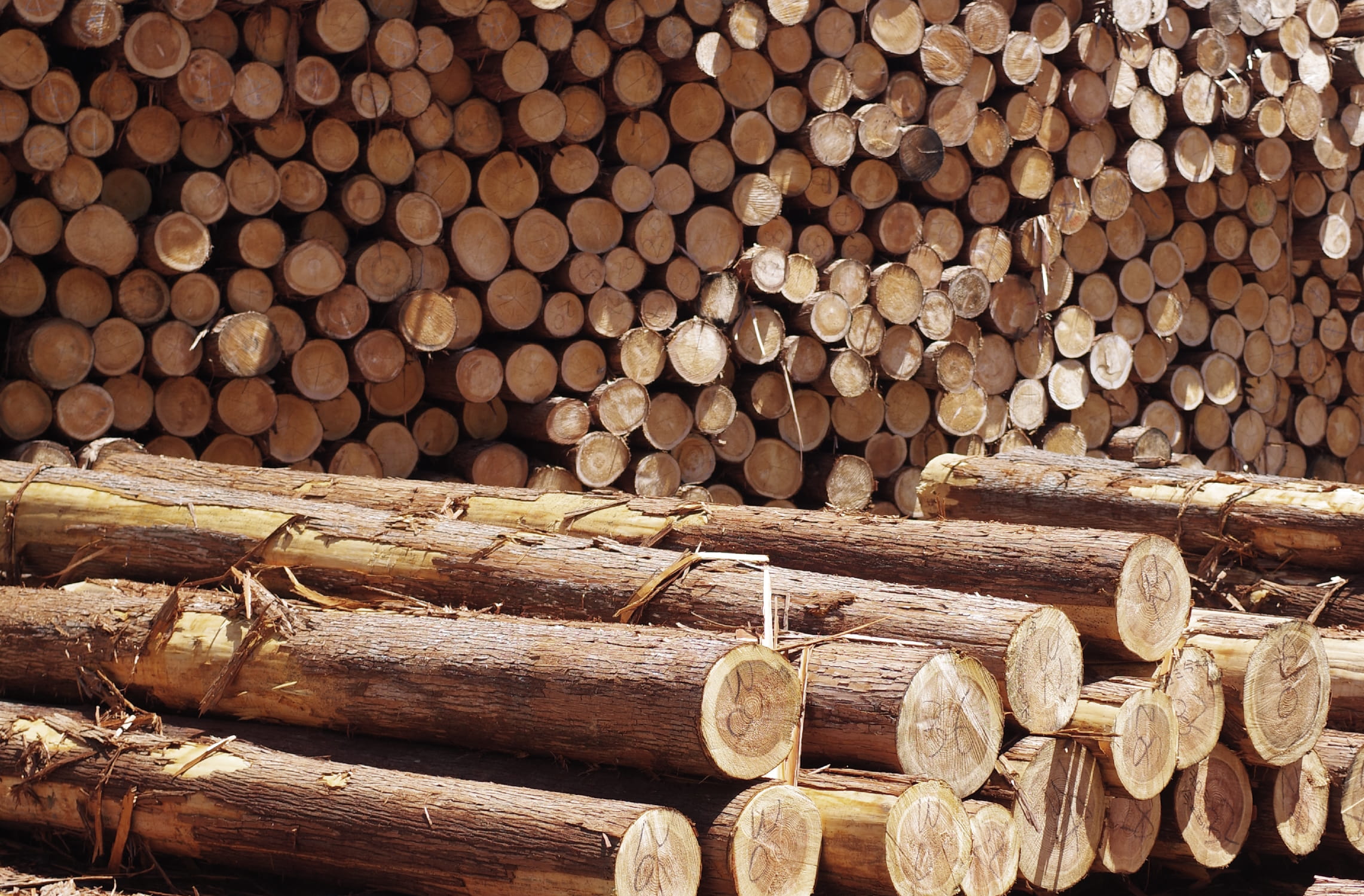 下呂の森が育んだ木の家推進事業