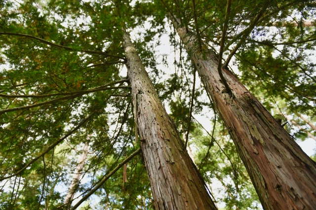 住宅に使われるヒノキの話